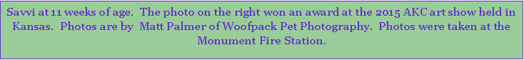 Text Box: Savvi at 11 weeks of age.  The photo on the right won an award at the 2015 AKC art show held in Kansas.  Photos are by  Matt Palmer of Woofpack Pet Photography.  Photos were taken at the Monument Fire Station.