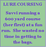 Text Box: LURE COURSINGSavvi running a 600 yard course (her first) at a fun run.  She wasted no time in getting to the bags.