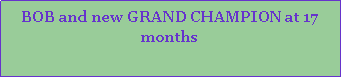 Text Box: BOB and new GRAND CHAMPION at 17 months